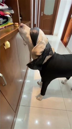 Daily training for blind dogs