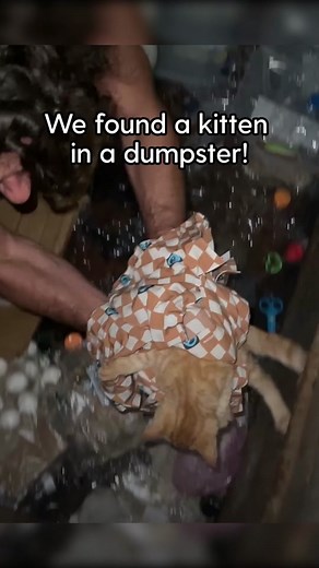 Guy Rescues Kitten From Dumpster #cat #kitten #pet #animals #viral