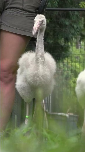 Taking Baby Flamingos on a Walk | Calm and Curious
