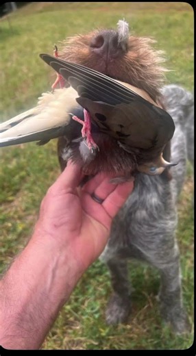 Dead bird practice. #wirehairedpointinggriffon, #griffon