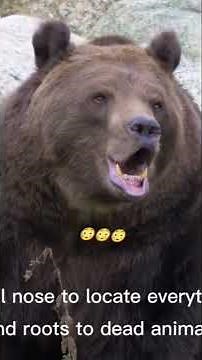 The Brown Bear: The Powerful Giant of the Wild 🐻🔥