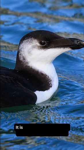 You Won't Believe These Razorbill Facts