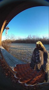 Red Tailed Hawk Landing Doorbell Camera Winter Dive