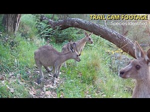 Australia’s Wildlife Highway | Trail Cam Footage