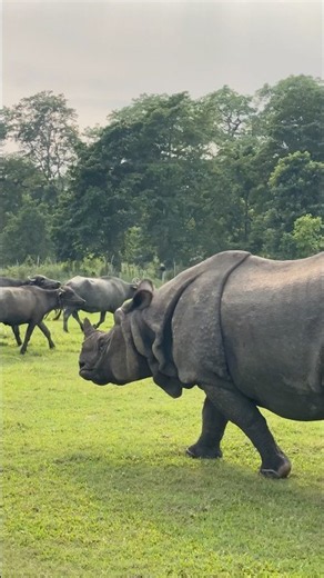 One-Horned Rhino 🦏 vs Buffalo 🐃 — Who Owns the Grassland? 😳🔥 #onehornedrhino #wildlife #nature