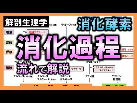 [Anatomy and Physiology (Digestive System)] A step-by-step explanation of digestive enzymes and t...