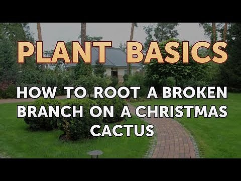How to Root a Broken Branch on a Christmas Cactus
