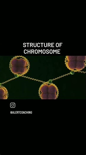 Structure of Chromosomes in a cell