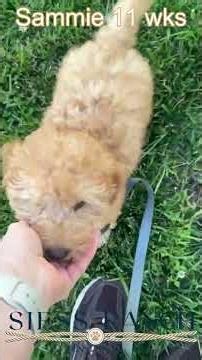 Sammie the sweetest Mini Labradoodle