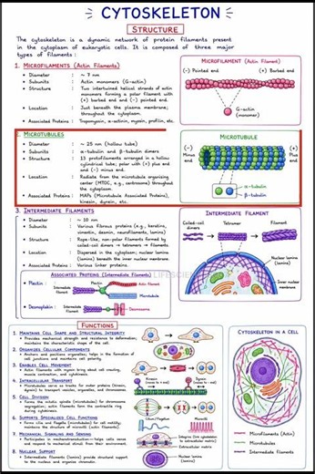 Cytoskeleton in Cell Biology | Easy Handwritten Notes | NEET | B.Sc | M.Sc | CSIR-NET