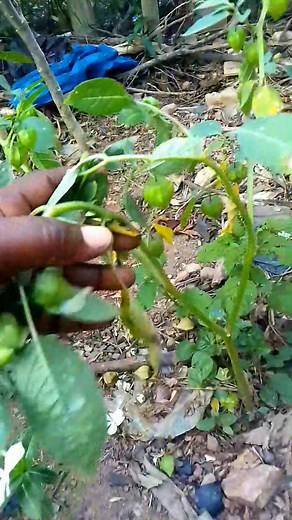 140K views · 3.5K reactions | Traitez ulcéres et le prostate à la maison avec la decoction de physalis minima.Desormais vous allez uriner sans probléme et difficulité | Viglo Komi | Facebook