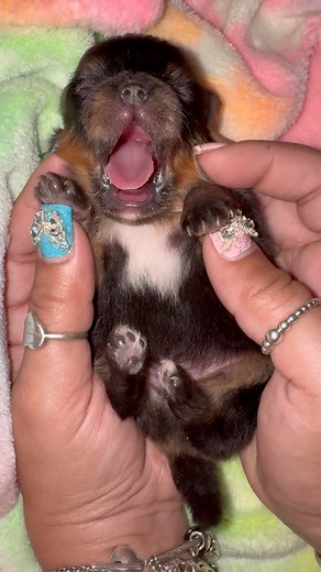 🥹🥹 look at that little teddy bear face 🐻♥️ little Prince Pomeranian puppy, his little tri color markings and tan points #puppy #puppies #pomeranian #pomeranianpuppy #dogsoffacebook #pomeranianworld | Queen Connie Bonnie