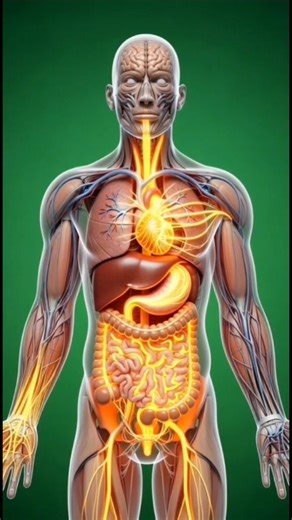 Inside your Gut: 3D animation of Mango Digestion & parasite worms