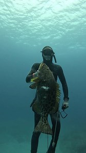6.2M views · 129K reactions | Spearfishing Grouper in Crystal Clear Bahamas! #fishing #spearfishing | Ryan Myers Spearfishing | Facebook