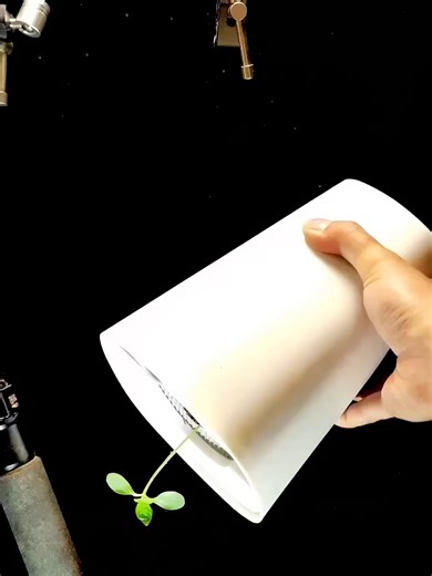 植物の逆さ成長実験と重力の影響