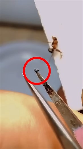 “He Carved Tiny Boots From a Pencil Tip—And Left the Judges Speechless” | Quick Graphic Tv