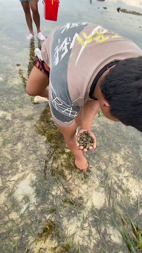 147K views · 941 reactions | Catching Sea shells  | Aicel Espinosa | Facebook