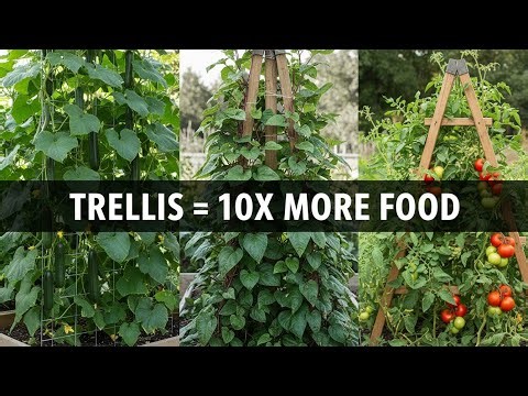 Top 15 Crops That THRIVE When You Trellis Them