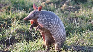 Armadillos in Indiana | The armored animals are now established in the Hoosier State