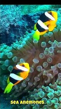 Why Sea Anemones Are the UNSUNG HEROES of the Ocean