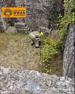 🐰 Rescue at the Ruins! 🧱🚒 This afternoon East Sussex WRAS was called to a rather unusual rescue at the historic ruins of Lewes Priory, where a rabbit had been spotted seriously injured and trapped on a ledge below ground level. Our rescuers quickly attended, but the location made it too dangerous to climb down safely without the right equipment. With our key ambulances (and ladders!) tied up on other rescues, we called in the help of East Sussex Fire & Rescue Service, who kindly stepped in to