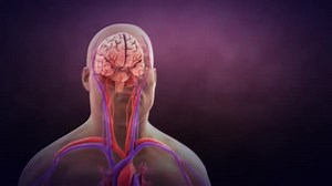 Cerebral Circulation Movement Blood Network Cerebral Arteries Veins Supplying Brain