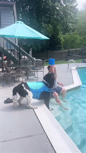 The dog days are not over #junkyarddog #newfoundland
