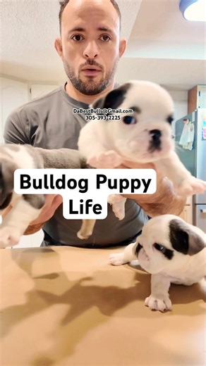 Mini and Micro Bulldog Puppies first time eating mush.