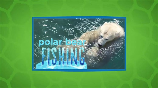 Don’t Miss This Incredible Look at How Polar Bears Hunt for Fish