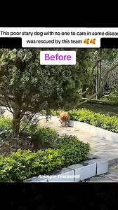 1M views · 35K reactions | incredible transformation of this dog rescued before and after | Hope in Every Paw | Facebook