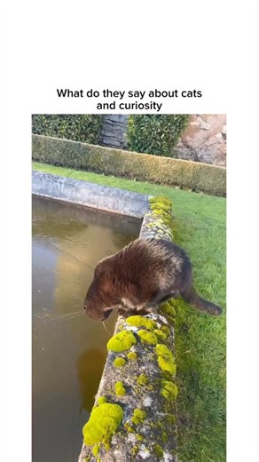 Our Planet 🌎🌍🌏 on Instagram: "Why did i think it was an otter at first 😂😂 via: tt/lokil0wkey That split second when a furry shadow abruptly turns into a surprising, adventurous splash. One moment, peaceful serenity; the next, an unexpected aquatic escapade. There was no warning, no preamble, just a sudden, gravity-defying plunge that sent ripples through both the water and everyone’s immediate calm. Pure, unadulterated, wet chaos, completely off script for the afternoon. Then came the frant
