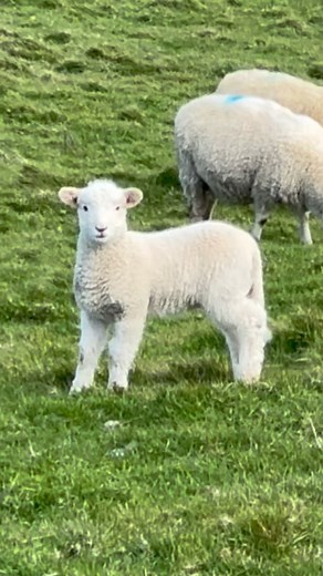 HAPPY EARTH DAY!!! From Baby Sheep & MINI MANNY MOAs in New Zealand!!! What a magical day in Golden Bay, NZ! | Gary Baseman