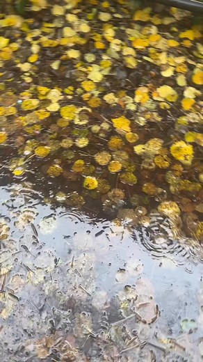 The charm of fallen leaves is in how they illuminate the ground as they descend. An ending isn't necessarily emptiness; it can be the recognition of beauty. Every fallen leaf becomes a memory, a poem of its own era. They don't lose their colour; they merely transform in shape. #autumnvibes #autumncolours #autumn | Euphoria