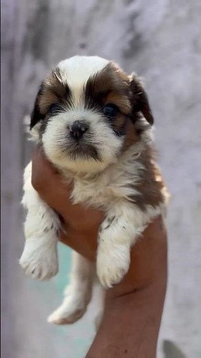 Adorable Shih Tzu Puppy for Sale 🐾 | Pure Breed & Playful Baby Dog 😍 #puppy #puppyvideos #cutepup