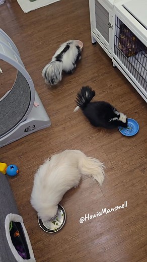 Lunch time snack! 👀OBSERVE👀 .. Mila has figured out if she devours her food... she will have time to steal Howies 😅 #skunks #skunksquad #lunchtime #SnackAttack #smackies | Mr. Howie Mansmell