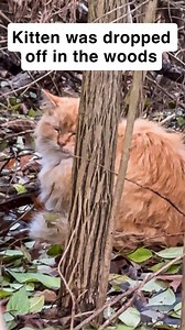 Fluffy kitten left to fend for itself in the woods #kittens #kittenrescue #catrescue #orangecat | First class whiskers
