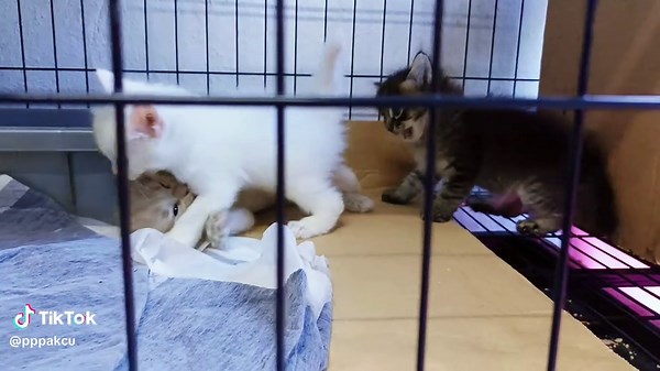 Little Kitten Sounds: A Delightful Sound Compilation