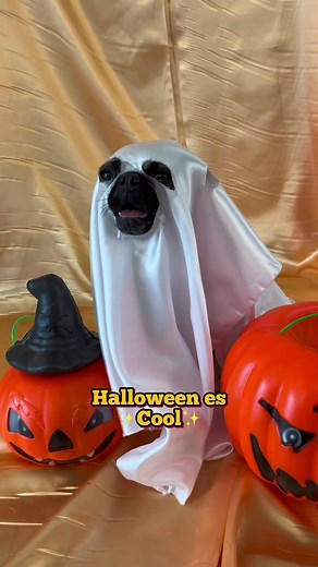 Pug Halloween Costumes | Cute Pug Bertha Dress-Up Ideas