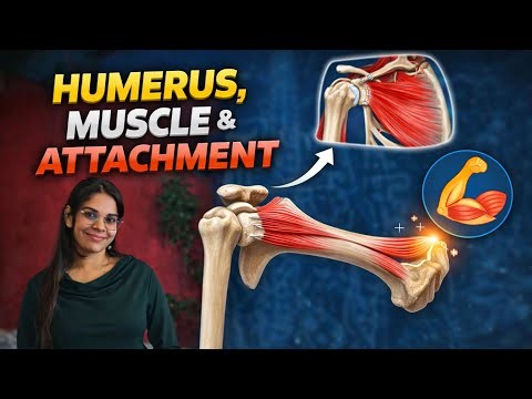 Humerus Bone anatomy | bone muscle attachments | Smriti Bhatia