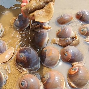 1M views · 27K reactions | Ying finally found these huge sea shells. And find the sea pearl | Pitogo High School Official | Facebook