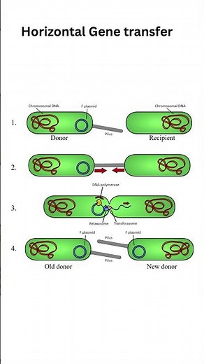Plasmids Explained in 60 Seconds 🧬 | Bacteria’s Extra DNA