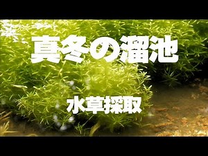 真冬の溜池で水草採取