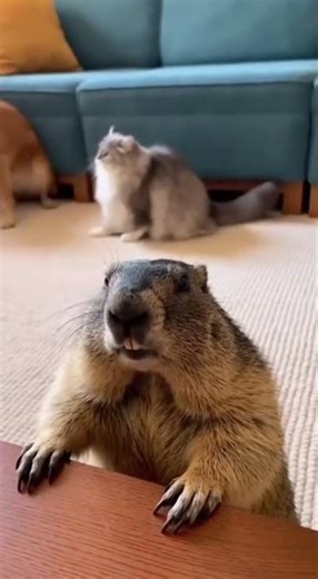 Capturing Realistic Hair Movement in Animation