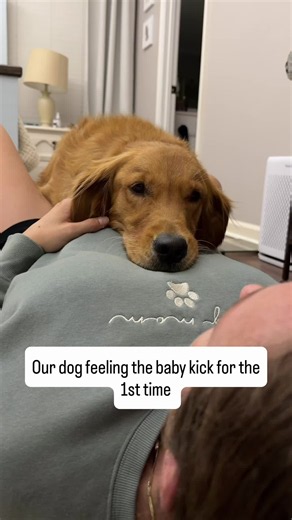 Our dog feeling the baby kick for the first time #wynngirl #goldenretriever #dogsoftiktok