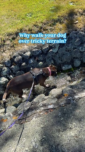 Walking your dog over tricky terrain—like rocks, logs, or uneven surfaces—builds more than just muscle! 🌿🐾 It boosts confidence, improves body awareness (proprioception), and strengthens stabilizing muscles. Plus, it’s a great mental workout! 🧠💪 Start small with different textures (grass, sand, gravel) and gradually introduce more challenging surfaces. Let your dog take their time and explore at their own pace. Confidence starts with capability—help your dog feel strong and sure-footed! 🐕✨ 