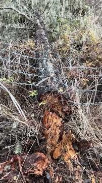 Tree as a fence post #farming #homesteading #fencing #learning