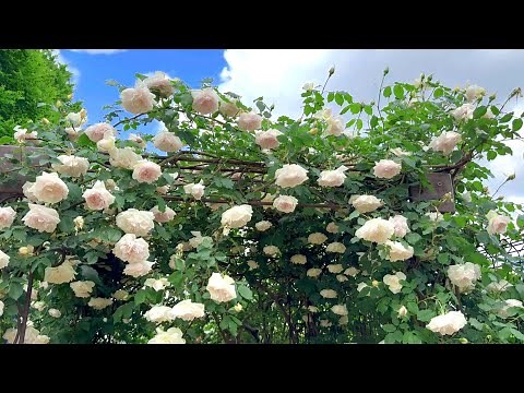 【4K】京成バラ園（千葉県）2024年5月2日の開花状況 May 2, 2024 Early blooming roses Japanese rose garden