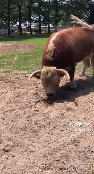 Angry Cow Videos: Big Boy Fluffy Hyland Cows Moo | Funny Farm Animal Encounters