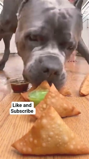 Watch This Epic Samosa Eating Challenge! Dog vs Girl | Funny Food Challenge | Viral Short