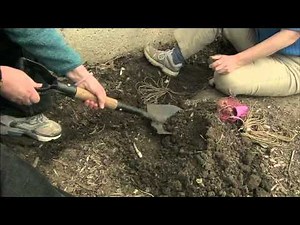 WPT The Wisconsin Gardener - Planting Asparagus